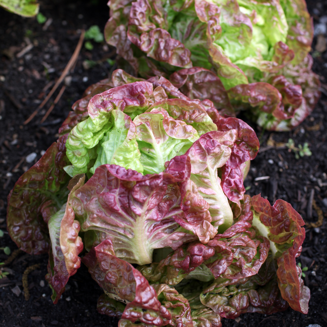 Plocksallat - American Brown Curled