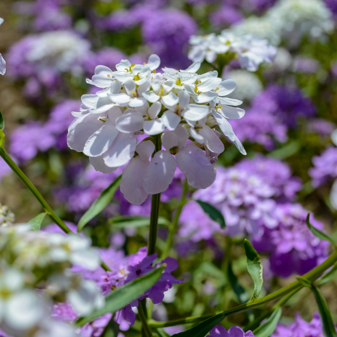 Roseniberis - Fairy Mix