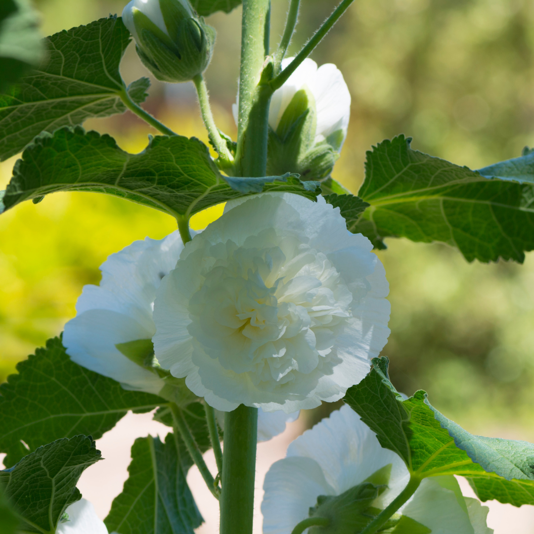 Stockros - Chaters White - 3