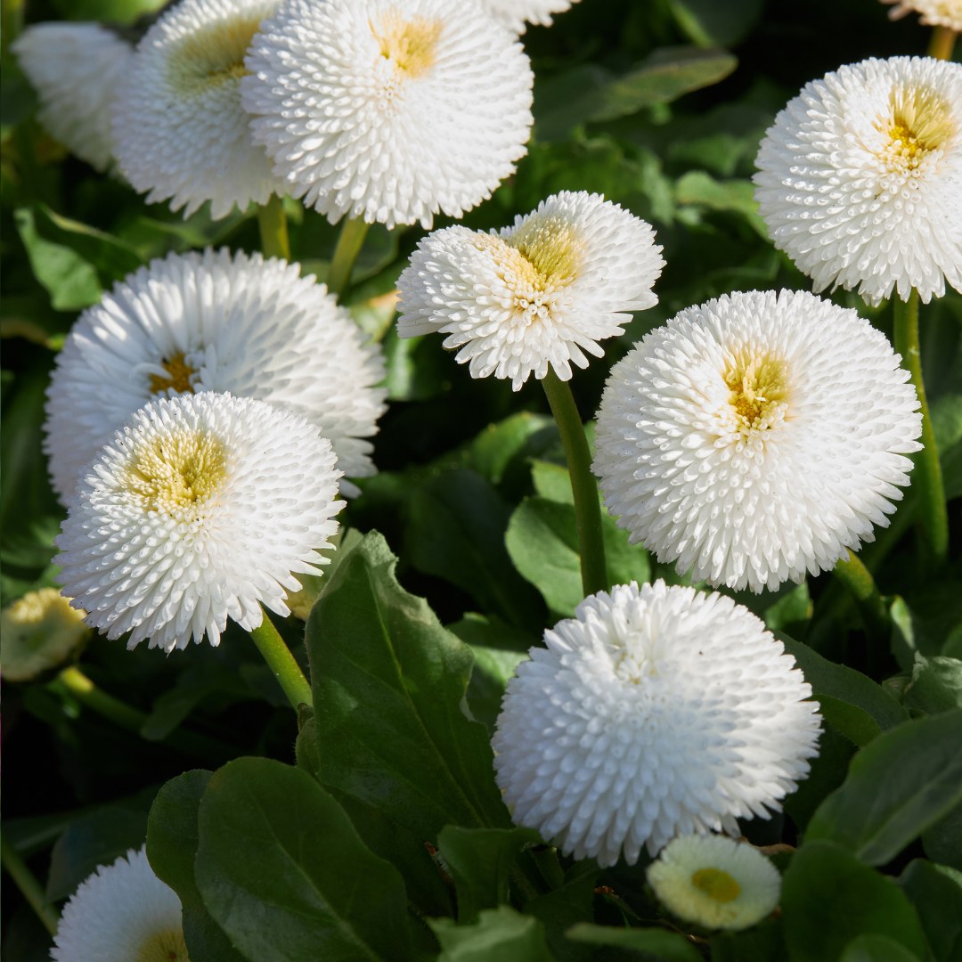 Tusensköna - White Pomponette