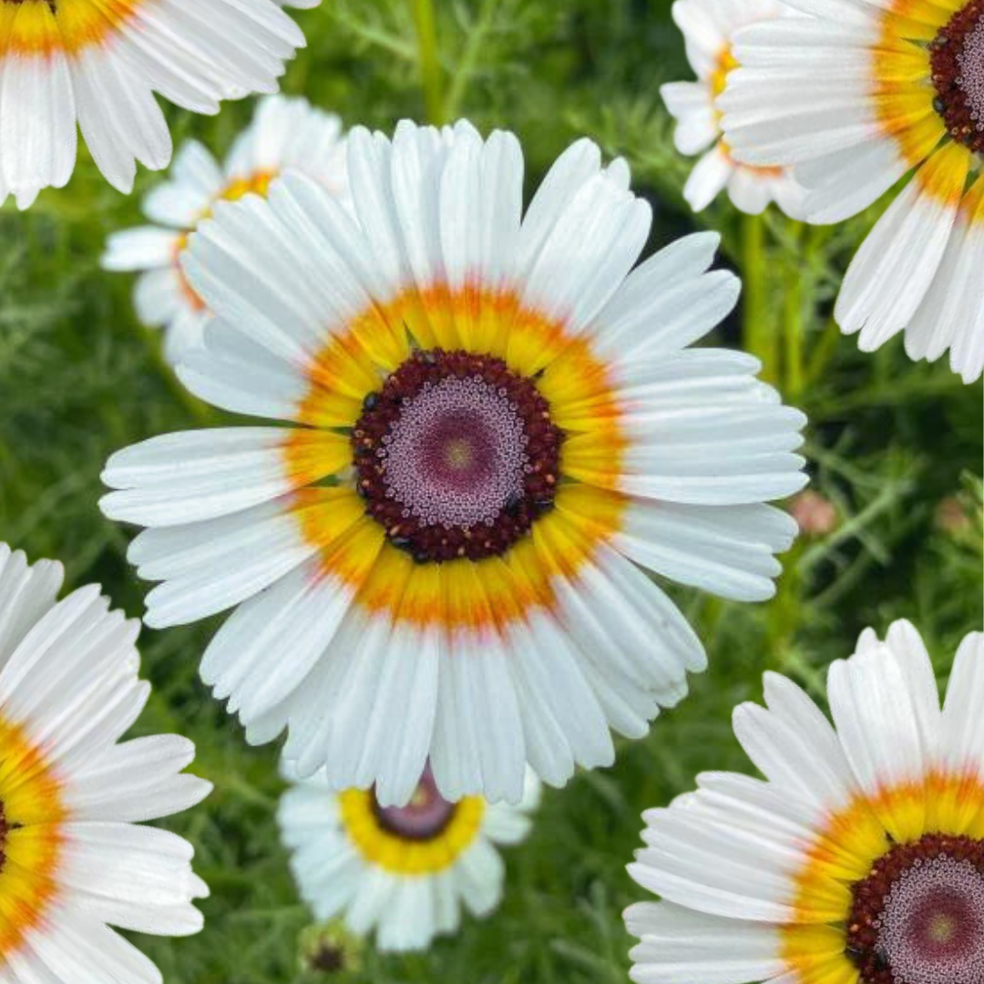 Ringkrage - Polar Star