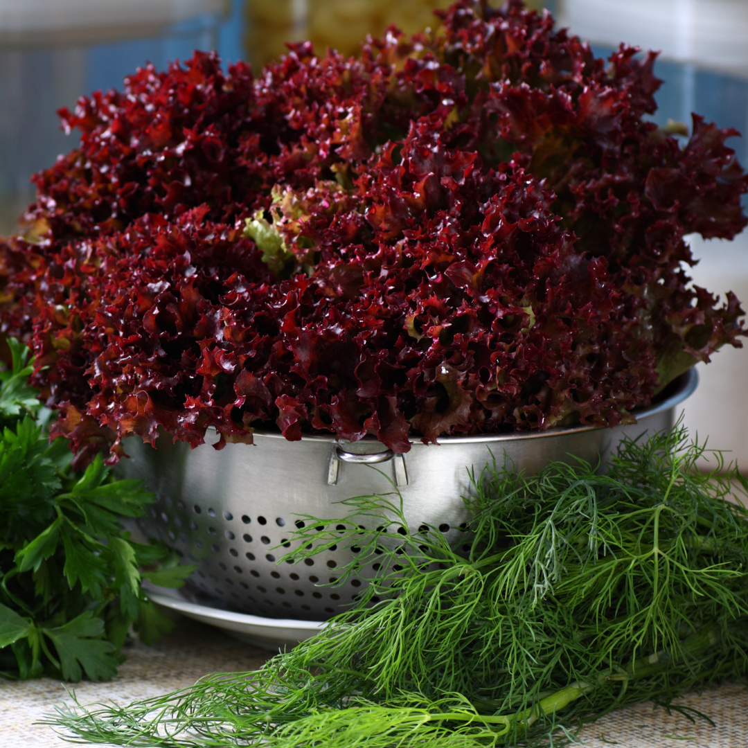 Bataviasallat - Lollo Rossa