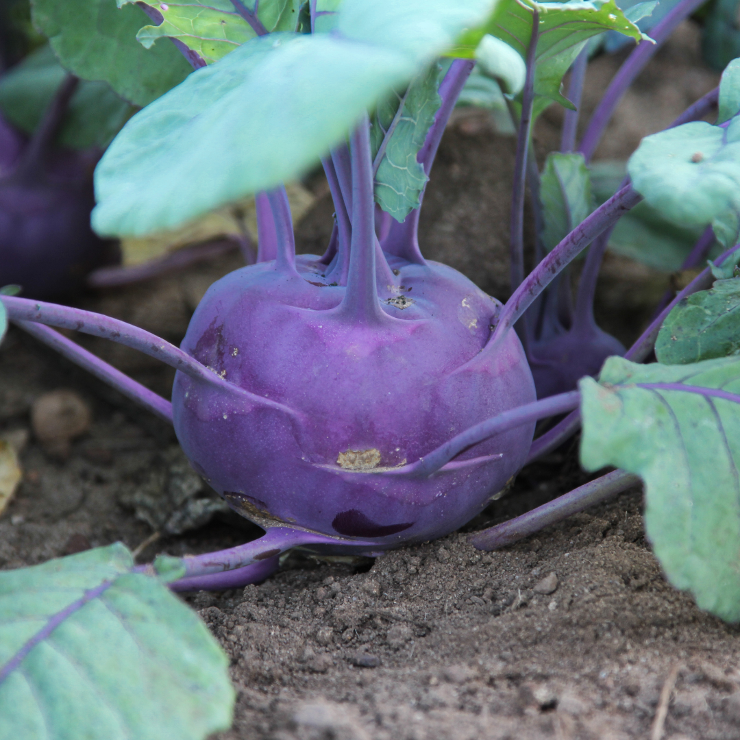 Ekologisk Kålrabbi - Azur Star