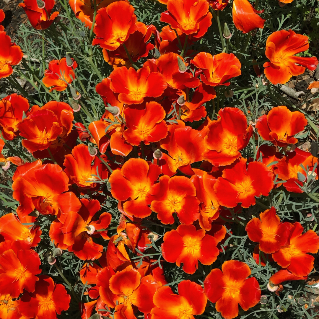 Sömntuta - Red Chief