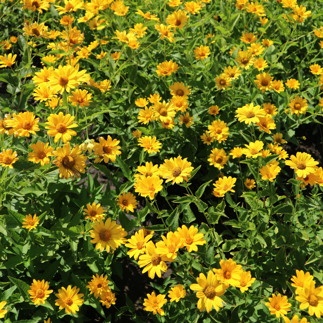 Dagöga - Summer Sun