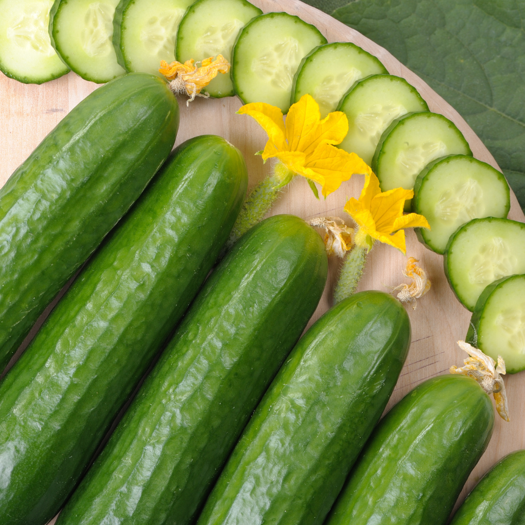 Gurka - Saladin F1 - Växthusgurka