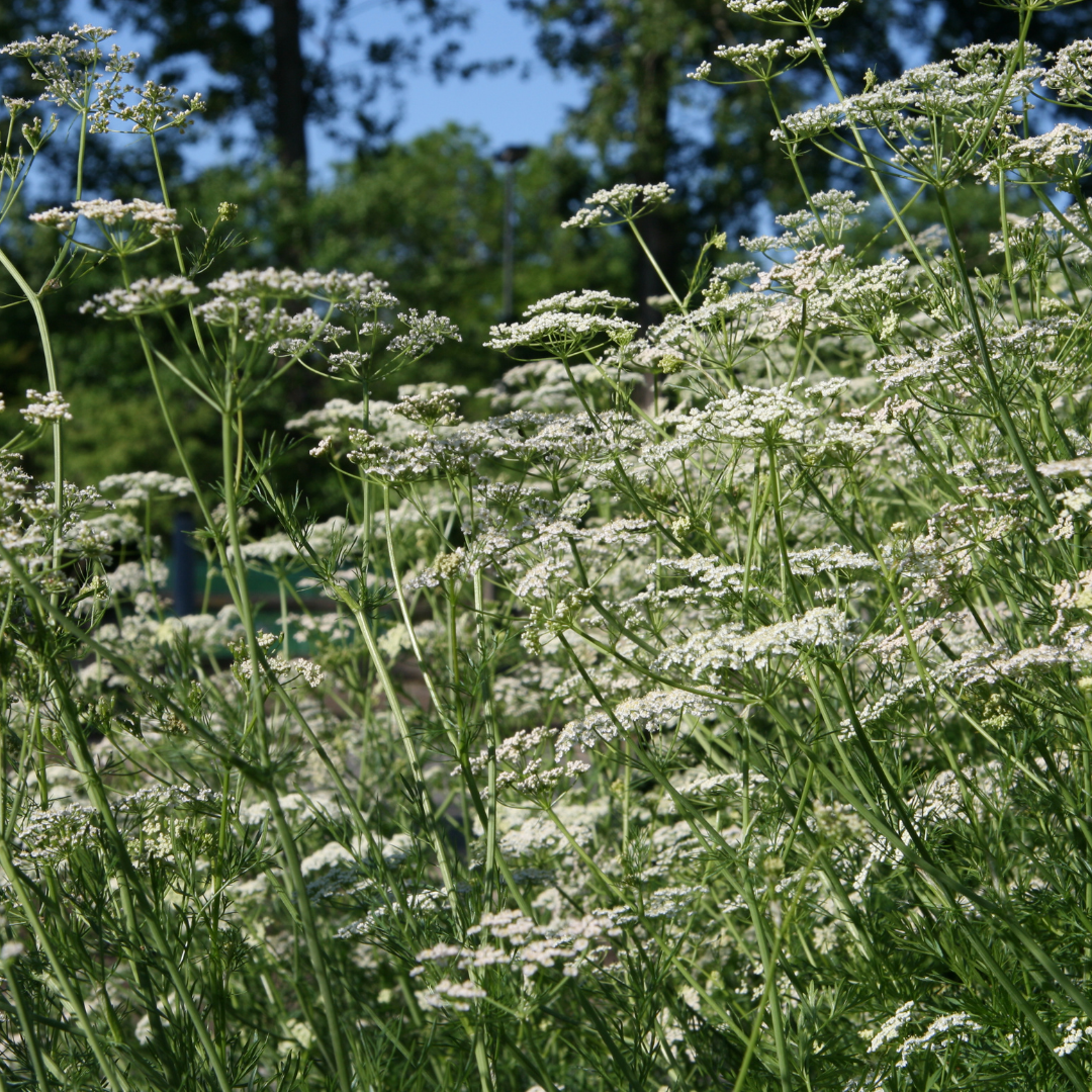 Kummin - Brödkummin - Kultursort