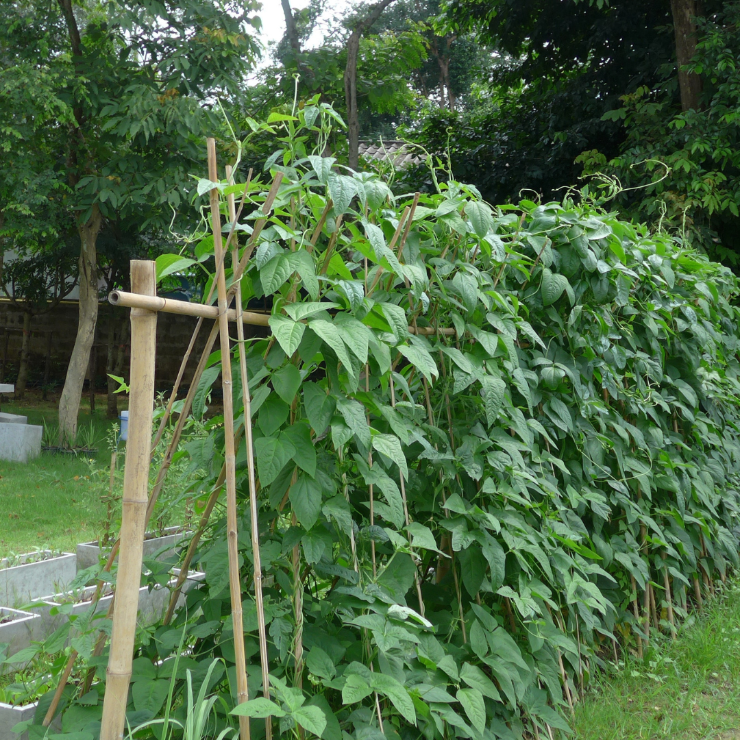 Ekologisk Rosenböna - White Emergo