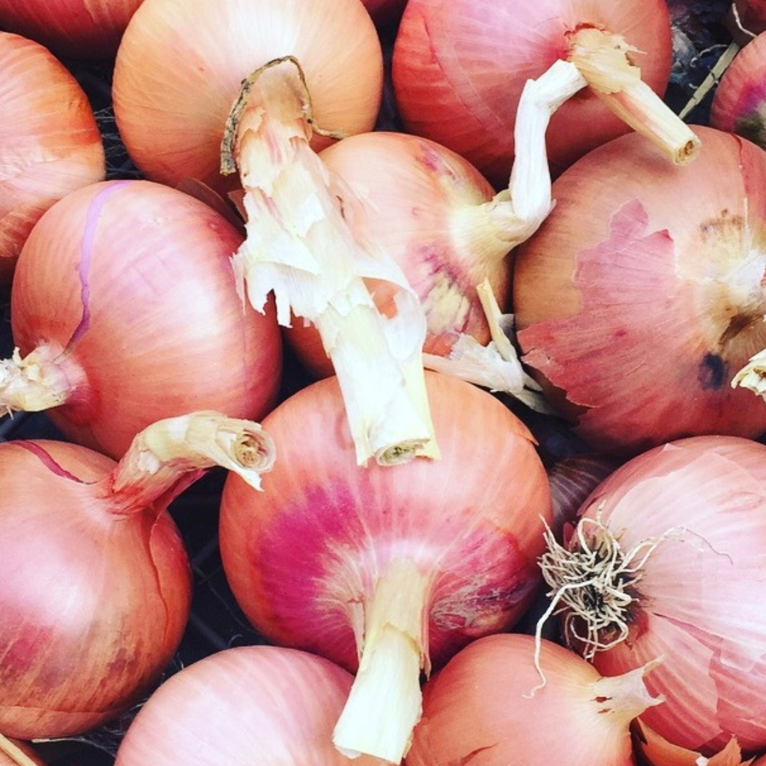 Rödlök - Amposta - Kultursort