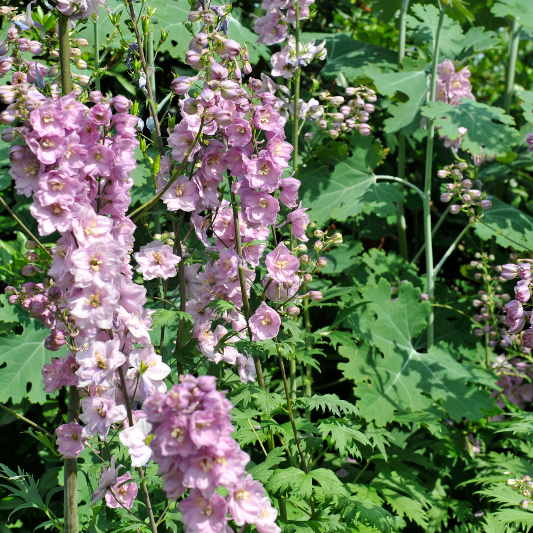 Riddarsporre - Pink Perfection