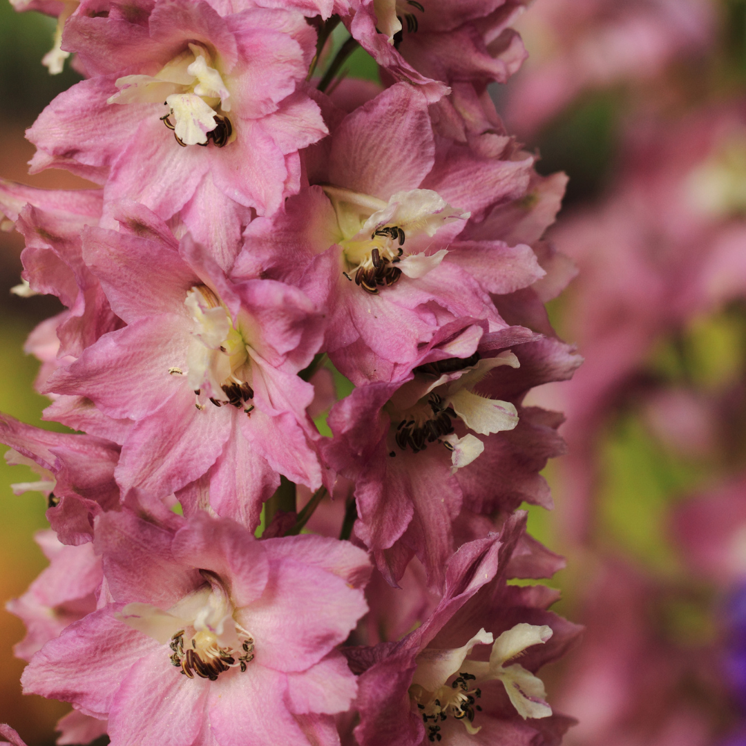 REA! Riddarsporre - Pink Perfection
