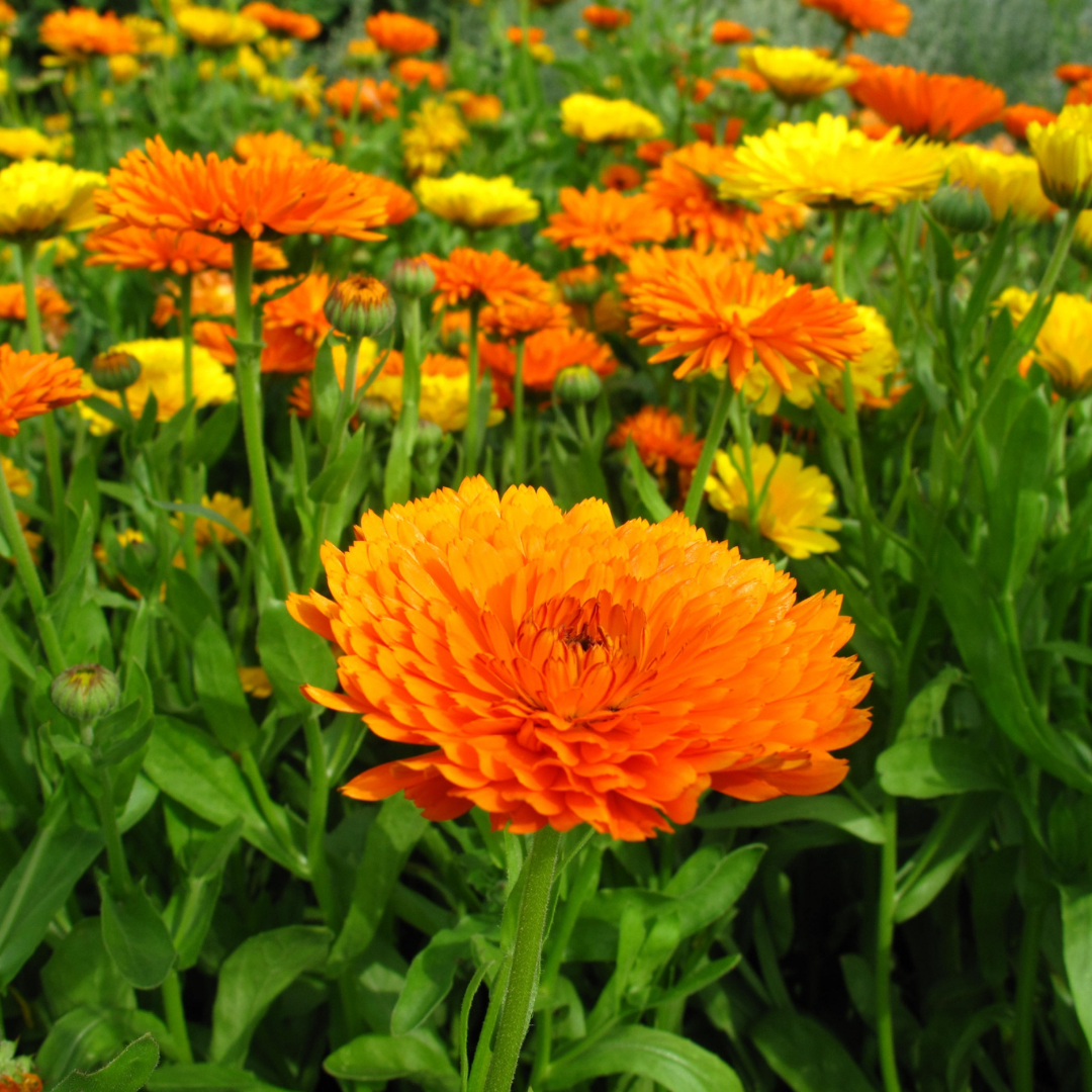 Ekologisk Ringblomma - Pacific Beauty Mix