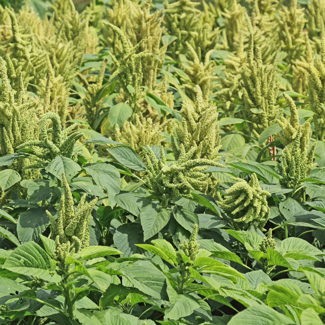 Toppamarant - Green Thumb