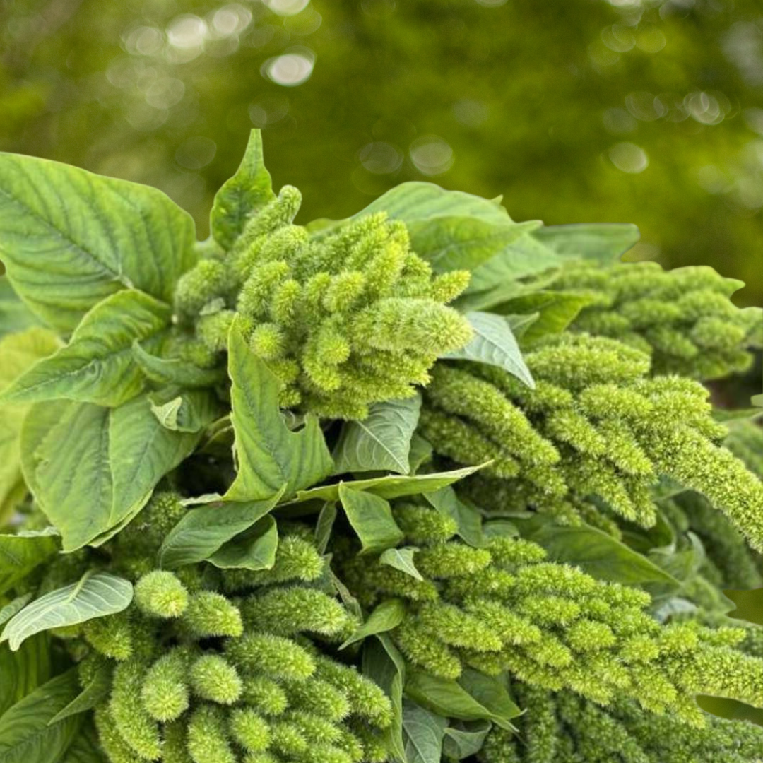 Toppamarant - Green Thumb