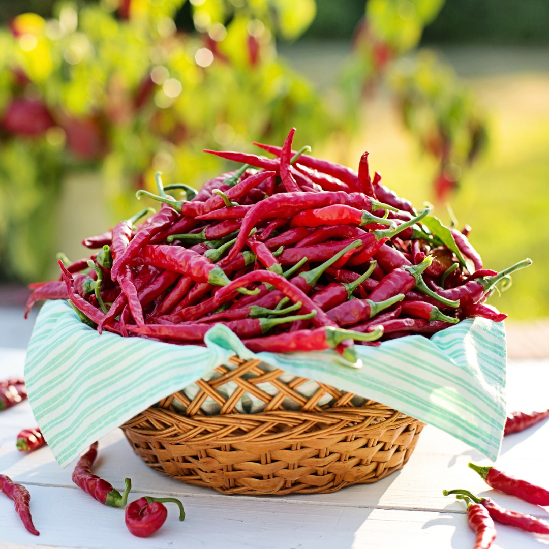 Chili - Cayenne Long Slim