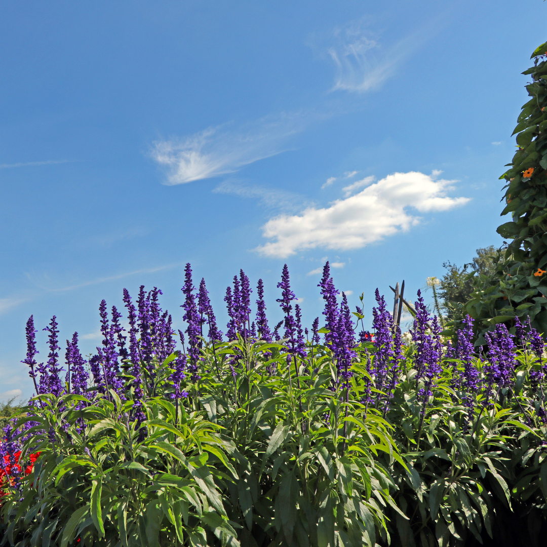 Daggsalvia - Blue Bedder