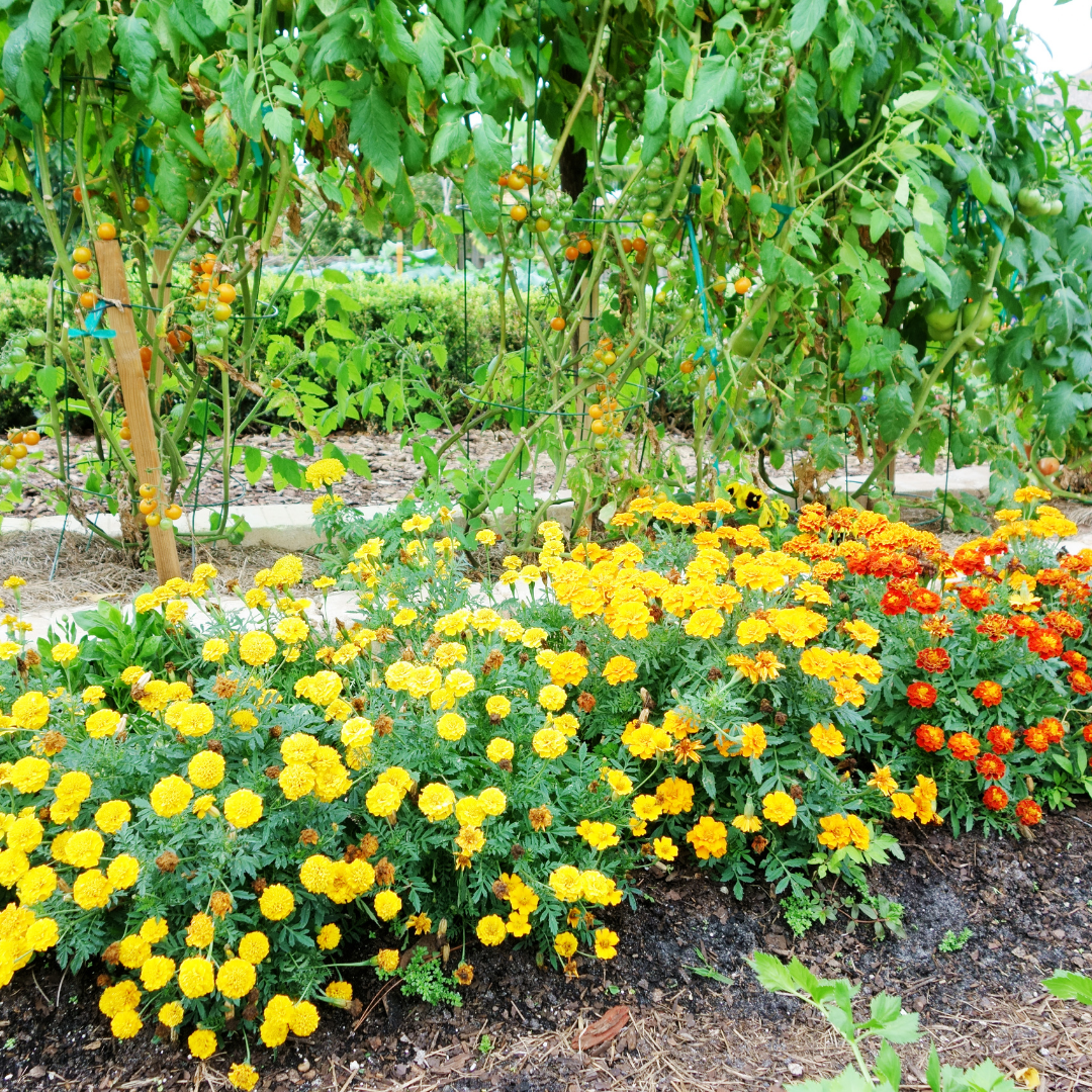 Blomstermix - Happy Soil Mix - 3