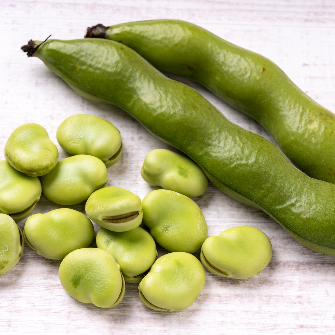 Bondböna - Lunga Delle Cascine