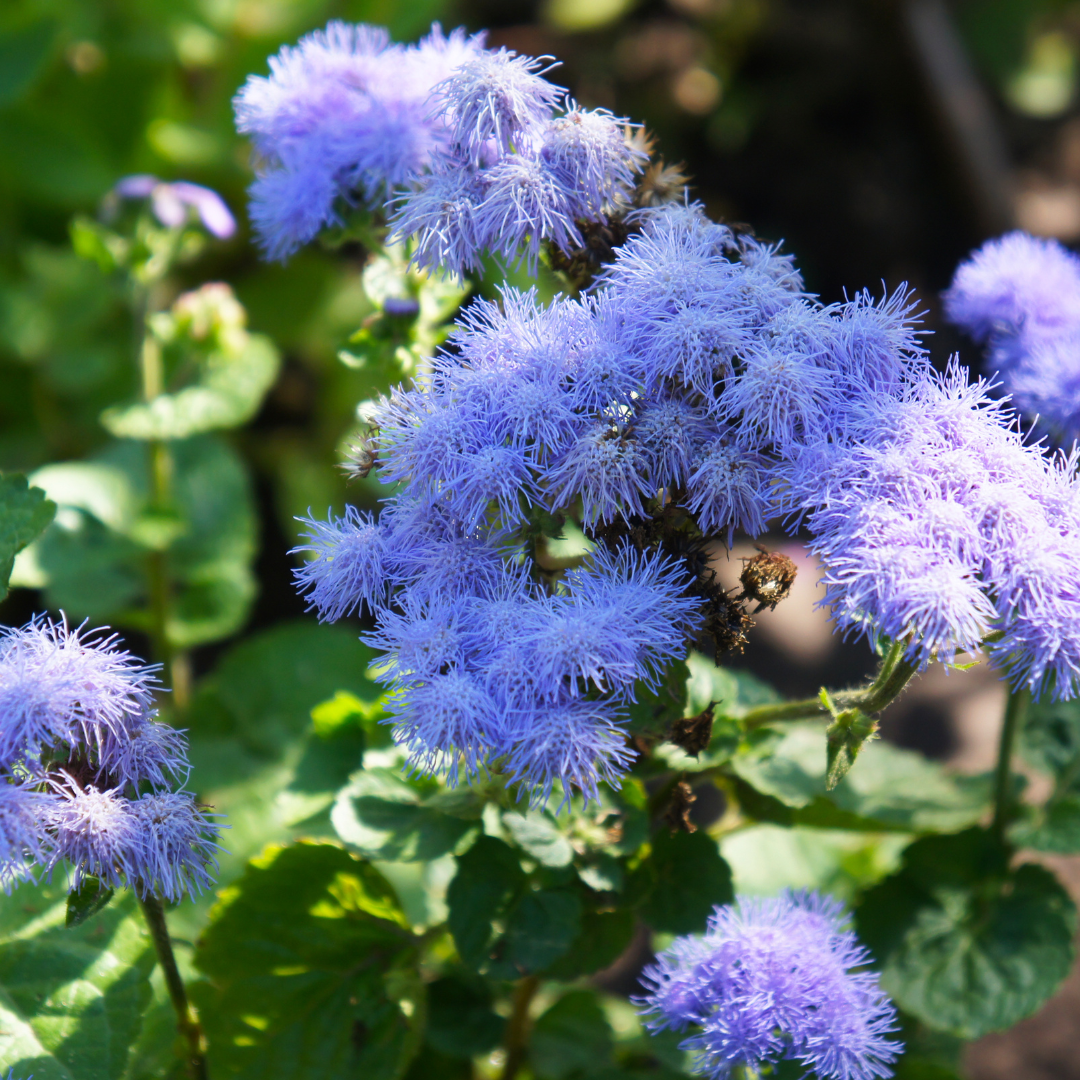 Ageratum - Tall Blue Cutting