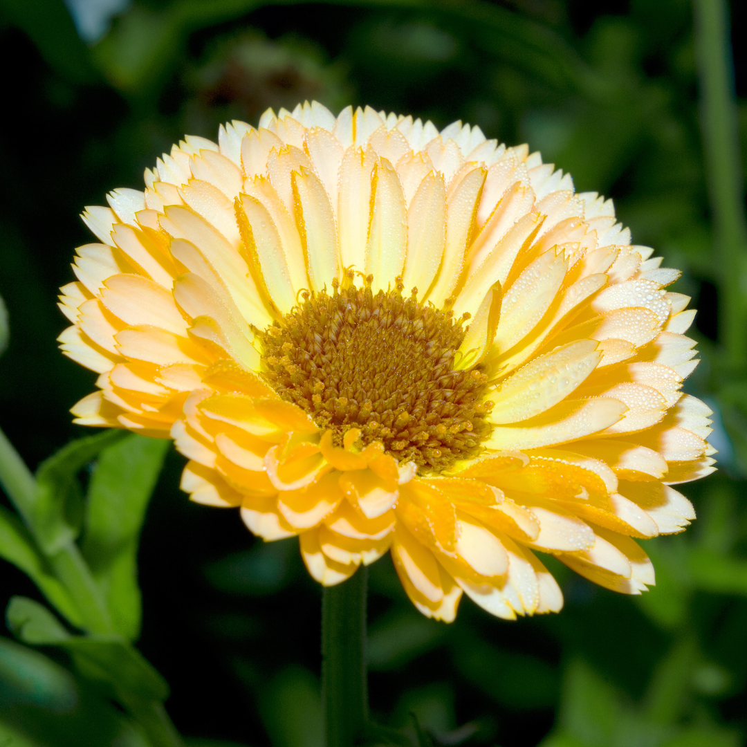 Ringblomma - Pacific Cream Beauty