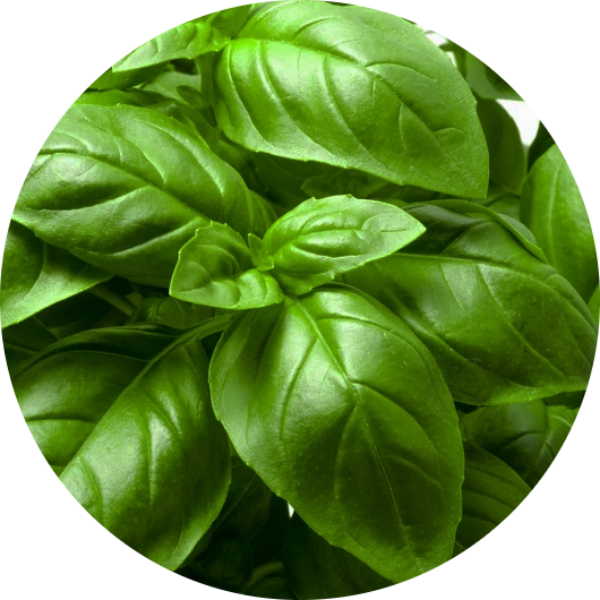 Basilika Sweet Large Leaf Fröbanken