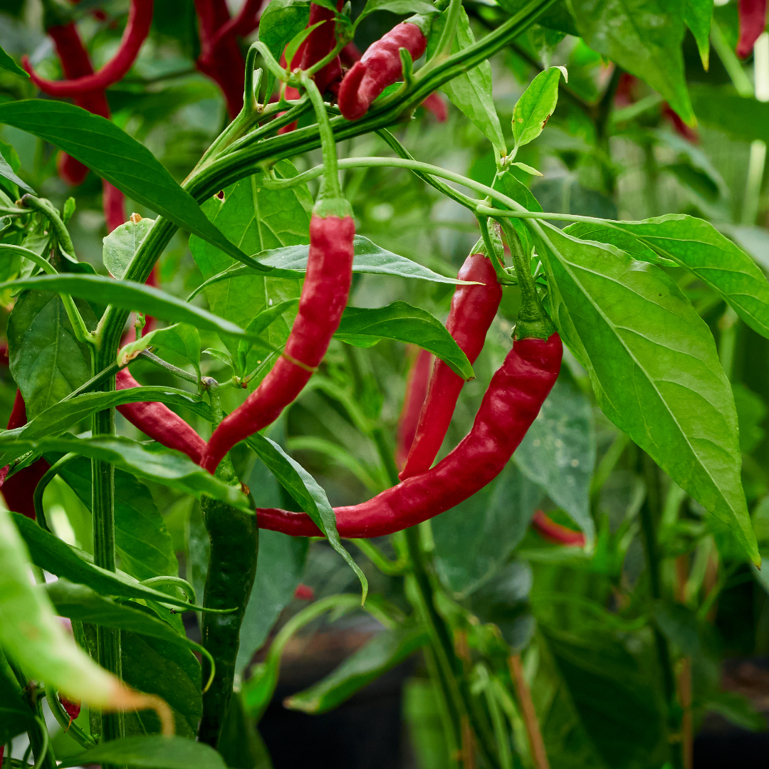 Ekologisk Chili - Taeyang Mild