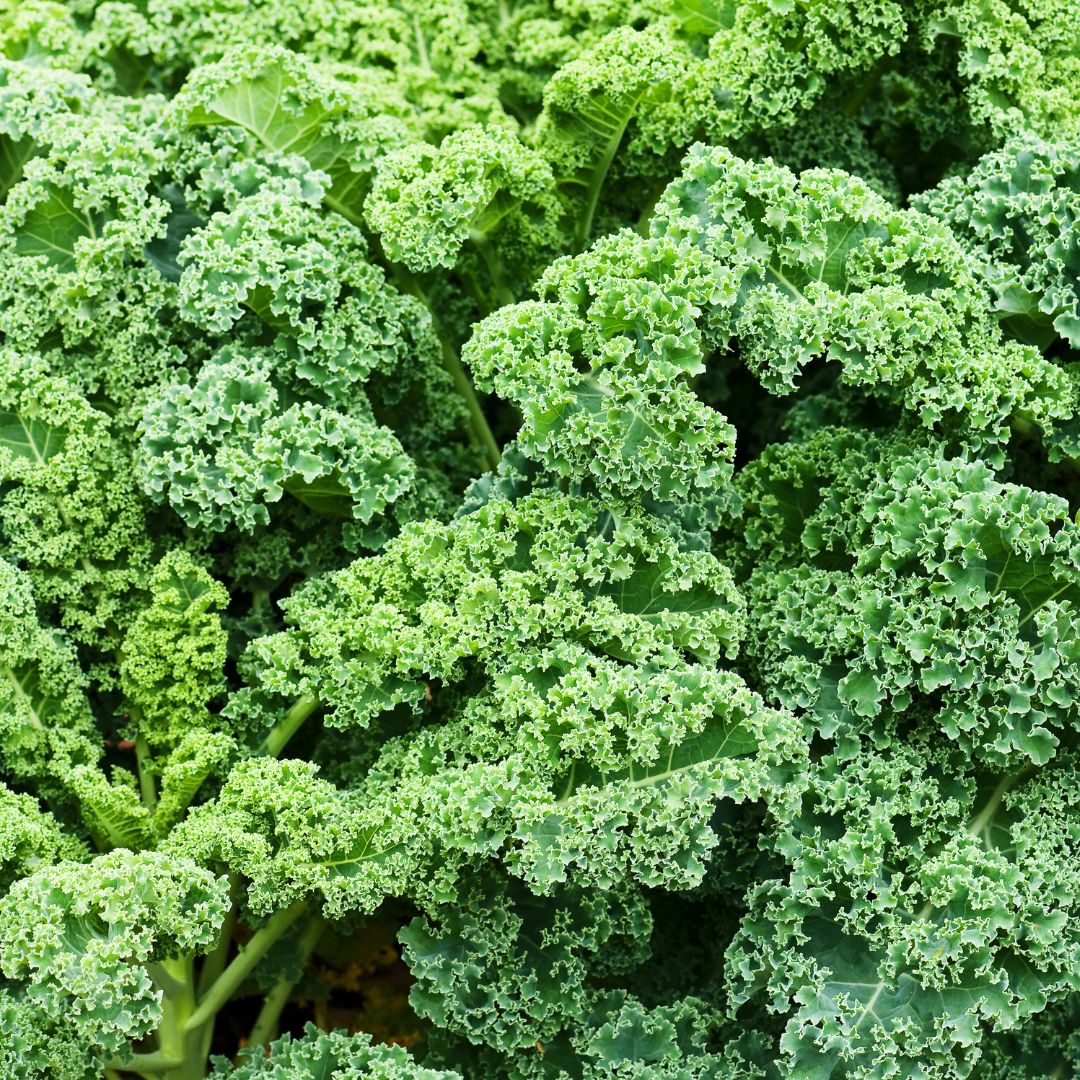 Grönkål - Winterbor F1