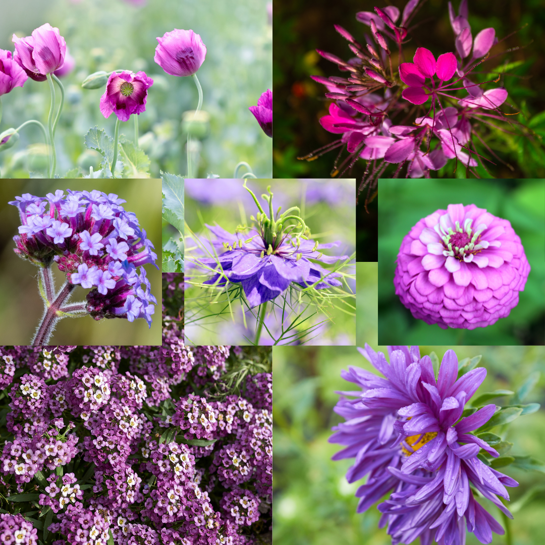 Blomstermix - Purple Shades