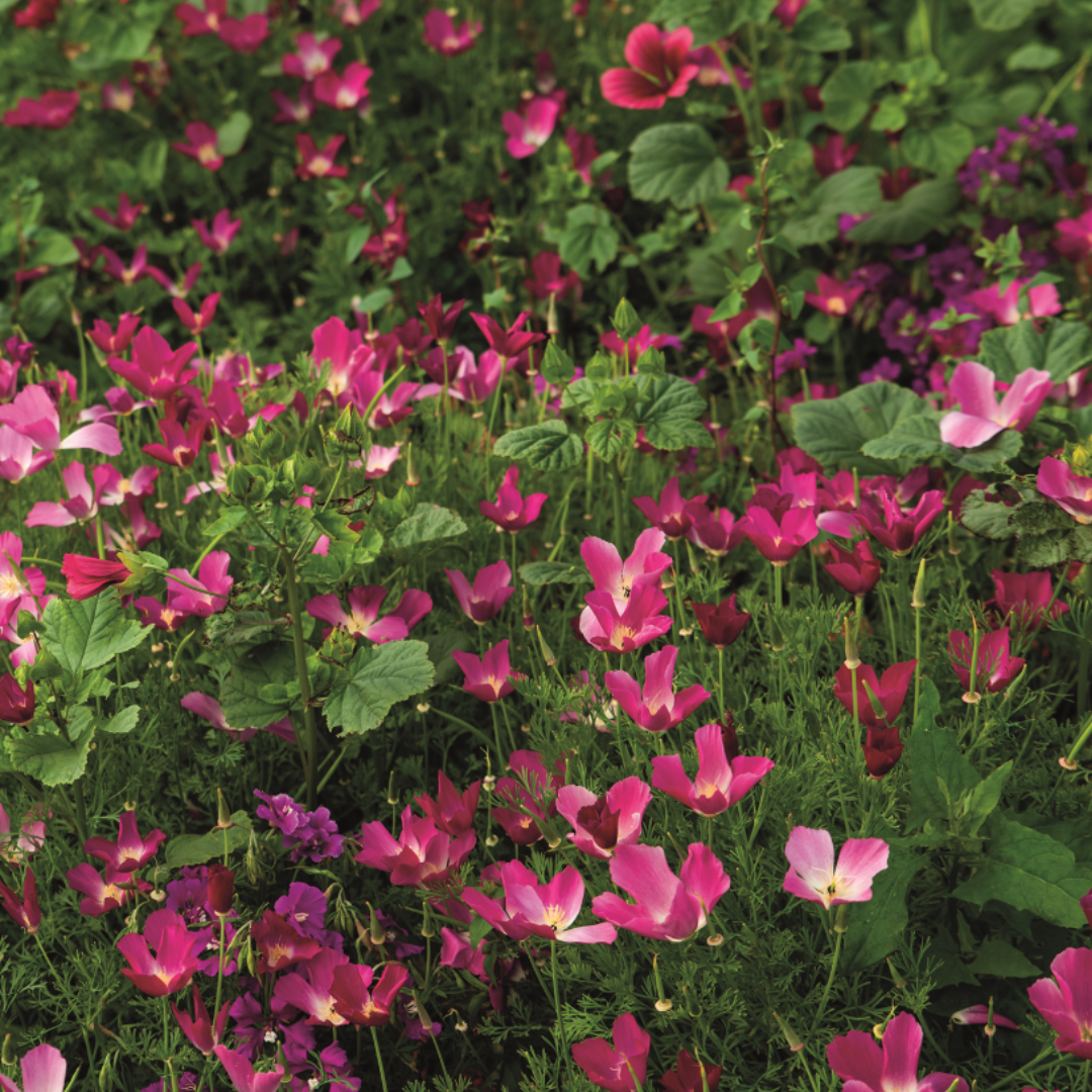 Blomstermix - Purple Shades