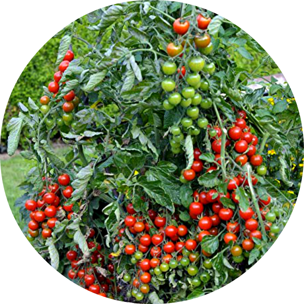Körsbärstomat - Gartenperle