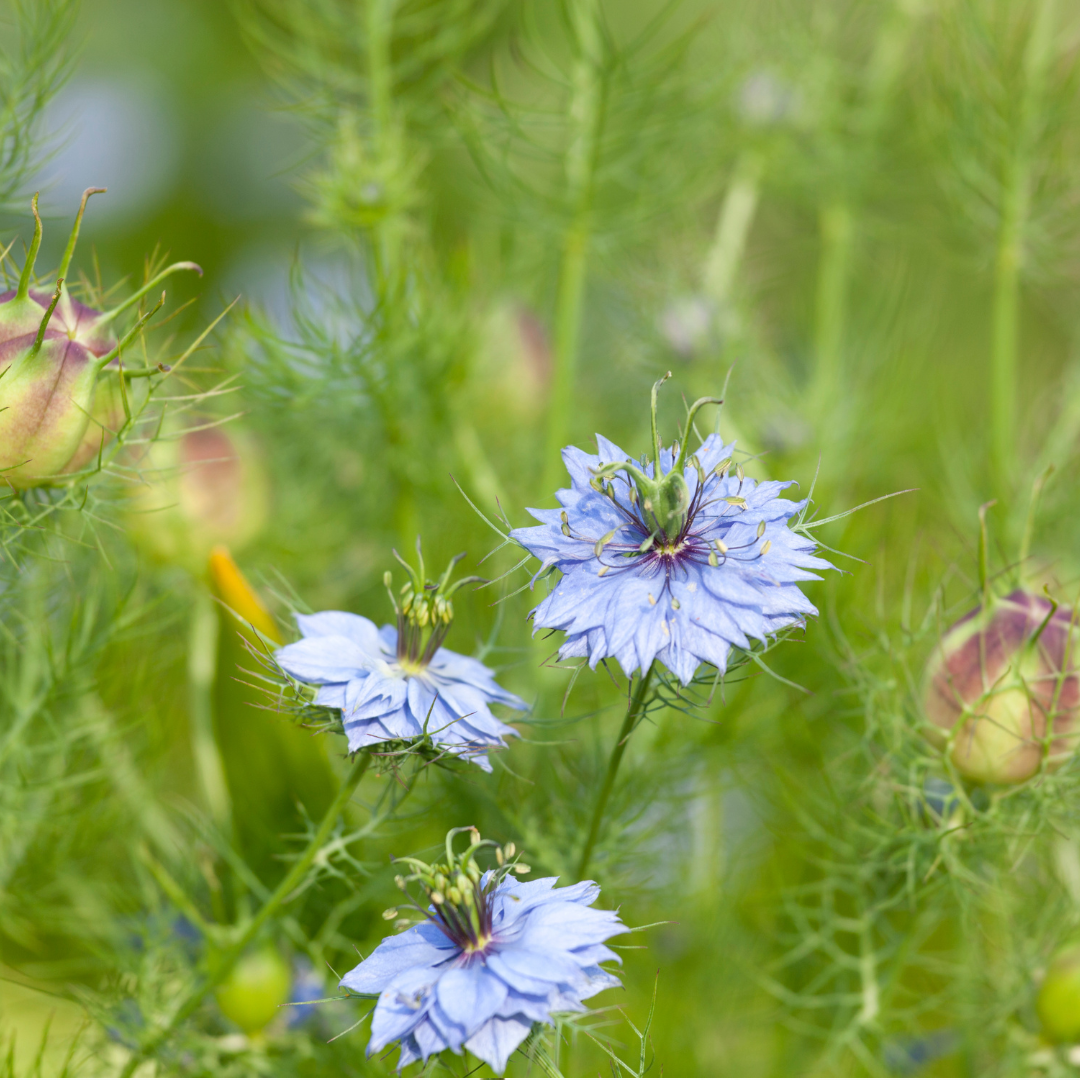 Svartkummin - Common