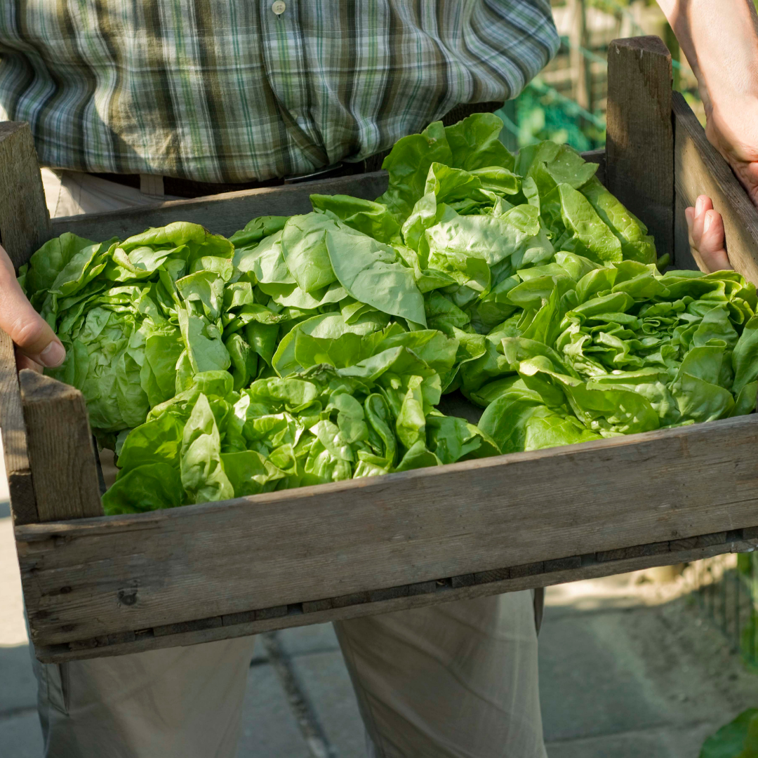 Huvudsallat - Attraction