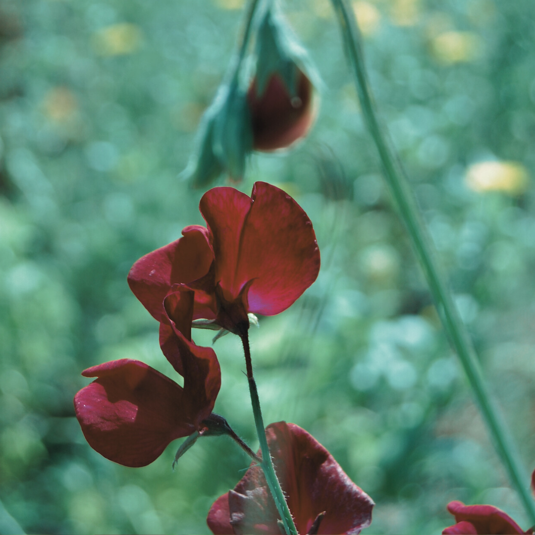 Luktärt - Cuthbertson Kenneth