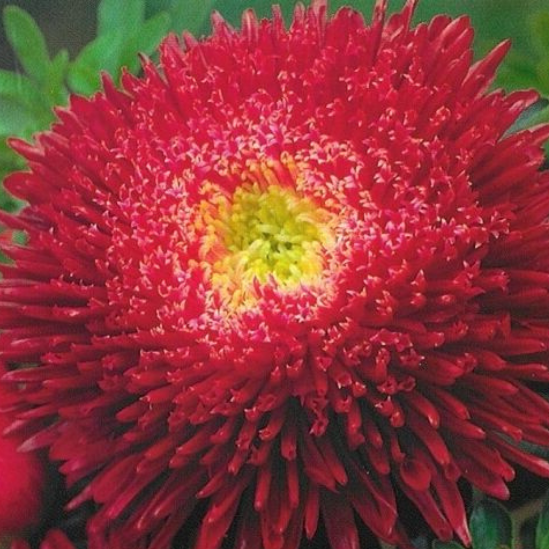 Sommaraster - Tall Bouquet Salmon Red