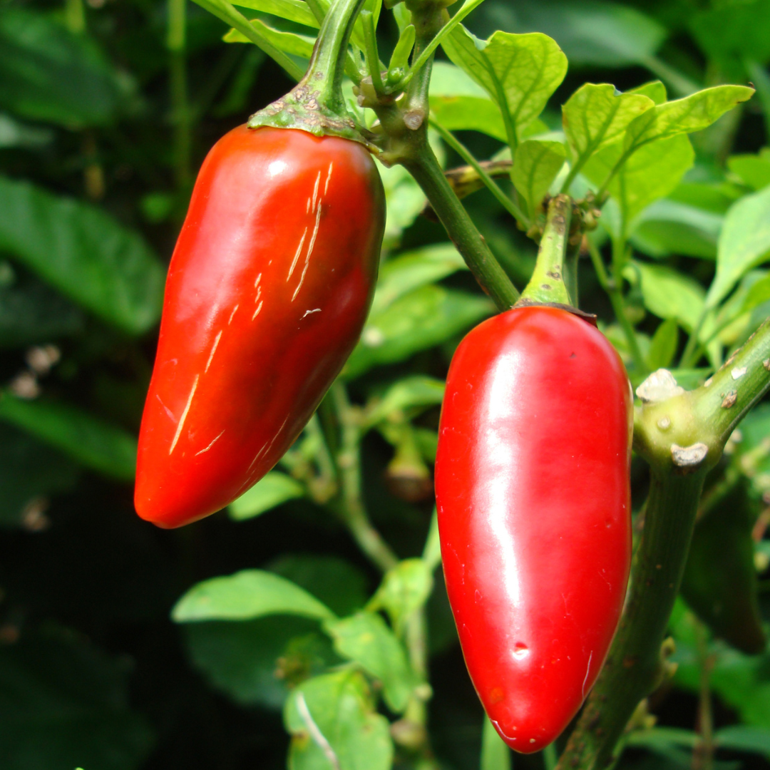 Ekologisk Chili - Leon