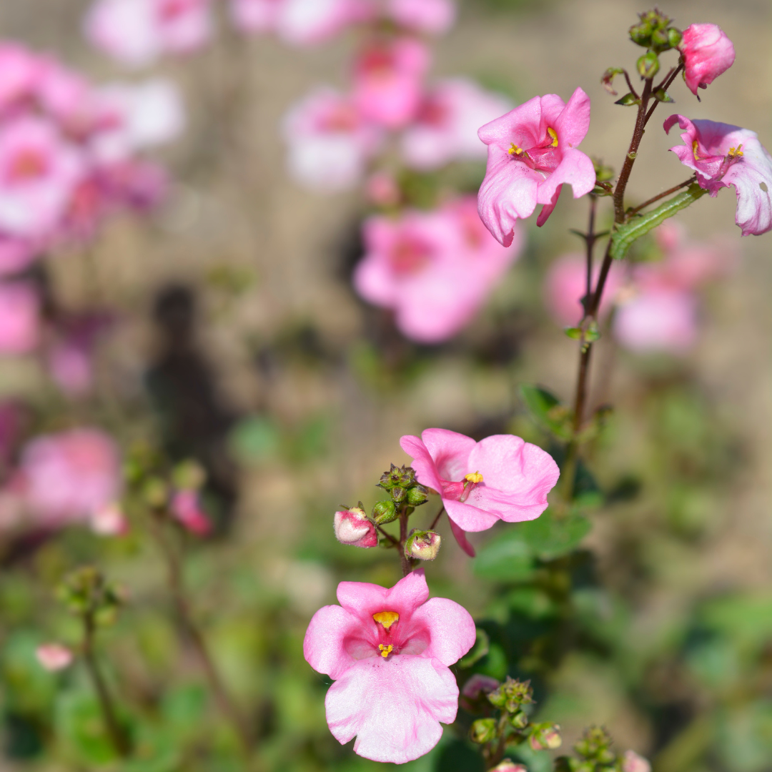 Tvillingsporre - Pink Queen