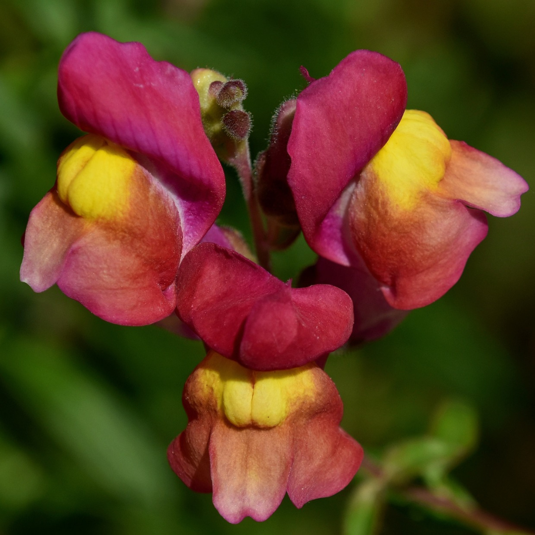 Lejongap - Copper Queen