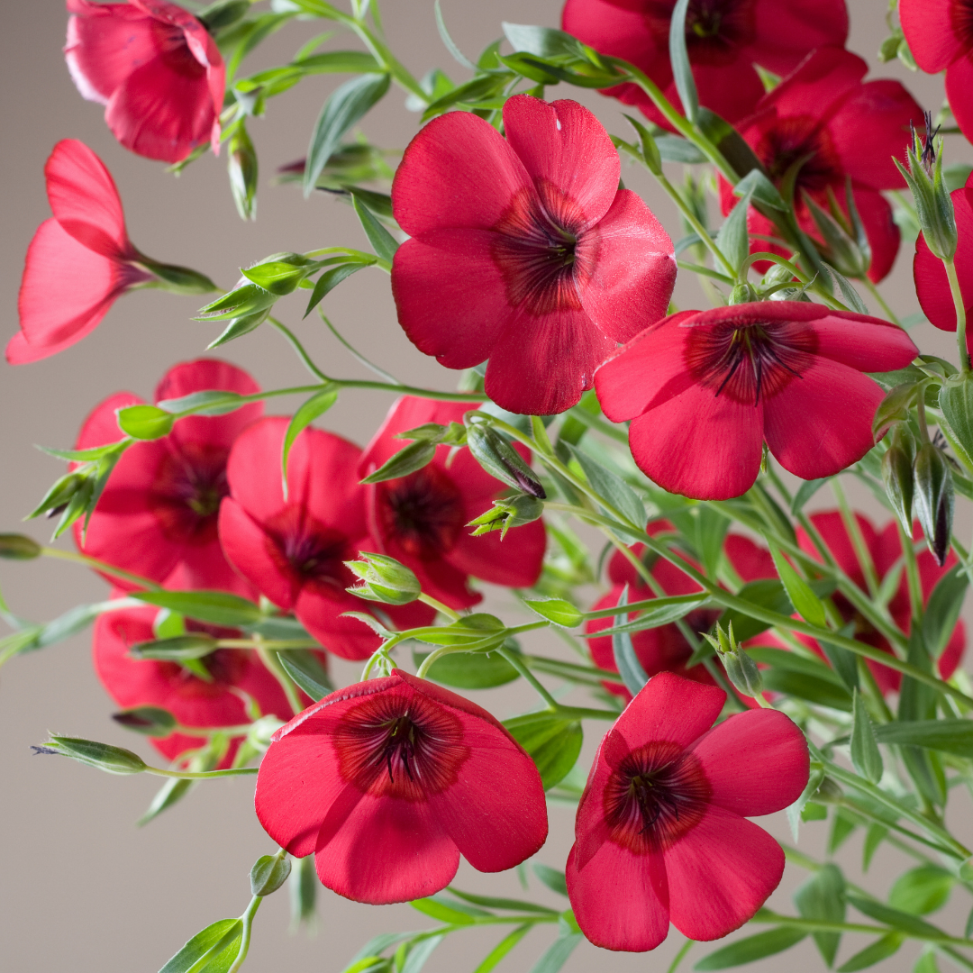 Blomsterlin - Rubrum