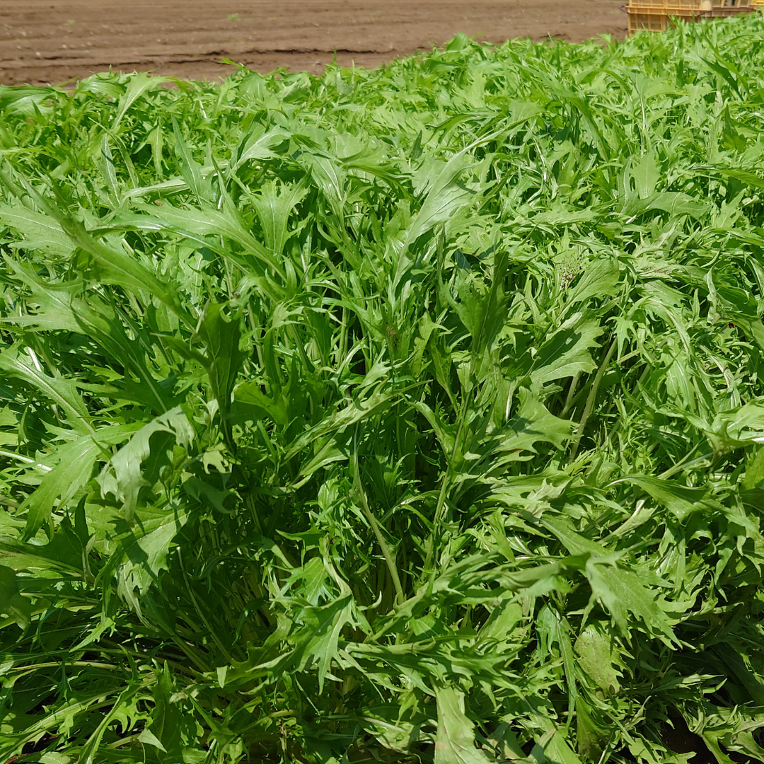 Bladkål - Mizuna - Green - 3