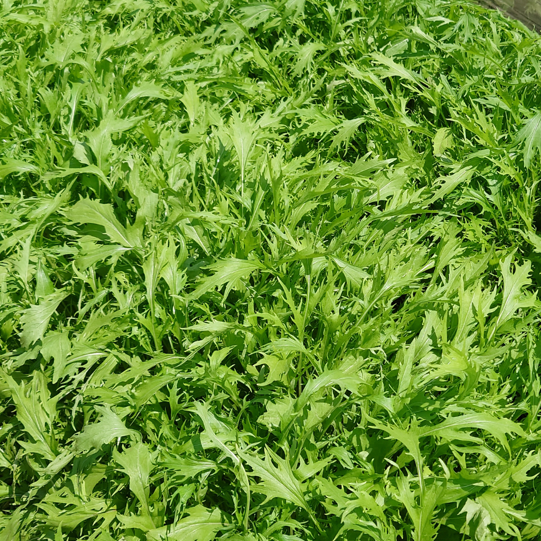 Bladkål - Mizuna - Green