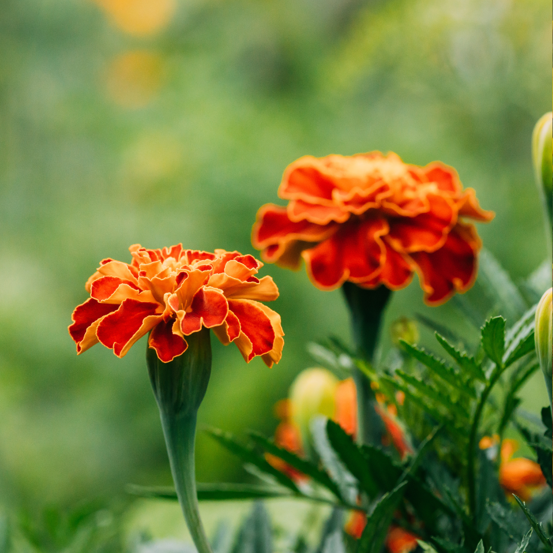 Tagetes - Sparky Mix