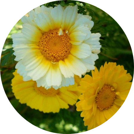 Kranskrage - Double Flower Mix