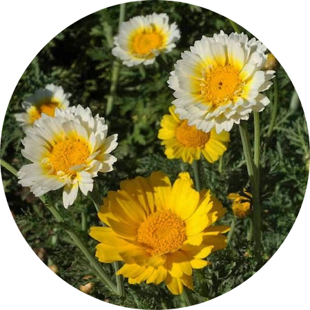 Kranskrage - Double Flower Mix