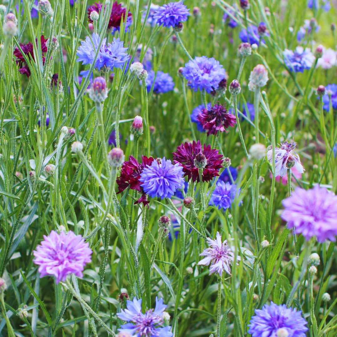 Ekologisk Blåklint - Double Tall Ball Mix - Snittblomsmix