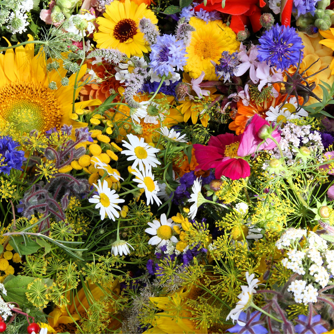 Ekologisk Blomstermix - Snittblommor