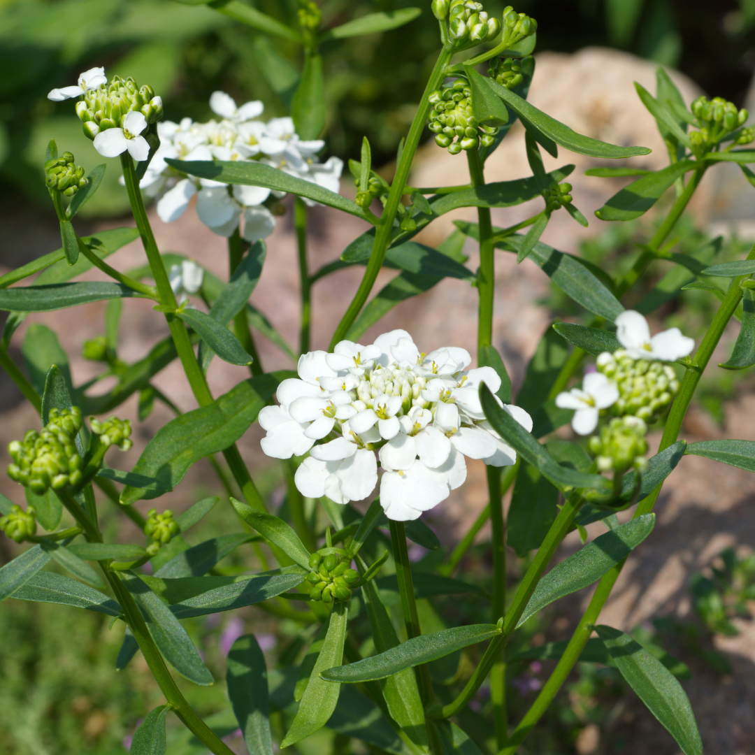 REA! Roseniberis - Mix - 3