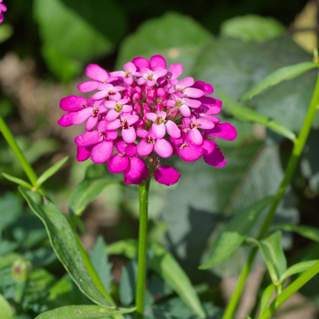 REA! Roseniberis - Mix - 4