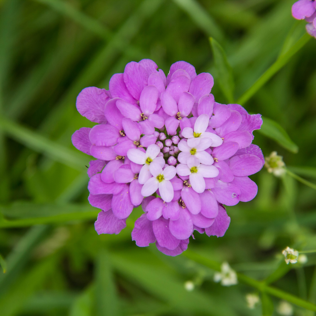 REA! Roseniberis - Mix - 5