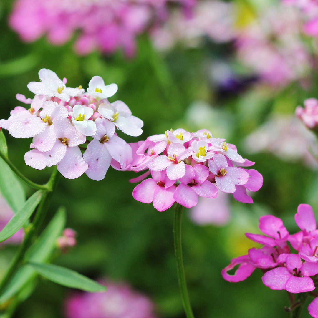 REA! Roseniberis - Mix