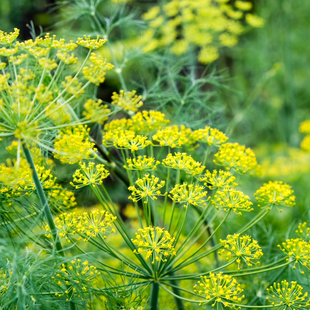 Ekologisk Krondill - Klassisk Dill